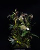 訂製花禮-桌花-021號 訂製花禮-桌花-021號