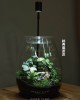 經典龍蛋/方直筒生態瓶-生態瓶 經典龍蛋/方直筒生態瓶-生態瓶