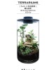 生態瓶課程-落地植生款設計 生態瓶課程-落地植生款設計