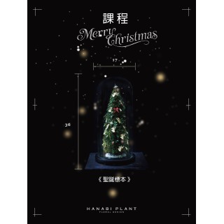 課程 |  Xmas Specimen｜聖誕標本  