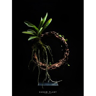 花異設計裝置-015
