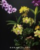 組合蘭花設計-001 組合蘭花設計-001