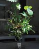 組合植栽設計-001 組合植栽設計-001