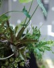 組合植栽設計-001 組合植栽設計-001