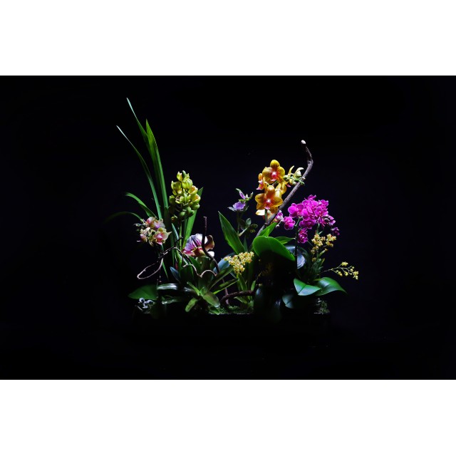 組合蘭花設計-002 組合蘭花設計-002